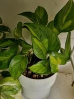 epipremnum global green stek, Ophalen of Verzenden, Halfschaduw, Minder dan 100 cm