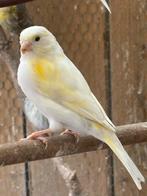 Te koop geelmozaiek pop., Dieren en Toebehoren, Vogels | Kanaries, Vrouwelijk, Kleurkanarie