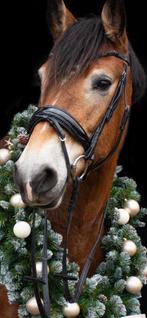 Mooi Lak Hoofdstel!, Dieren en Toebehoren, Paarden en Pony's | Hoofdstellen en Tuigage, Ophalen of Verzenden, Zo goed als nieuw