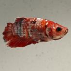 Betta splendens man 08, Vis