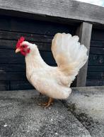 Serama hen, Dieren en Toebehoren, Pluimvee, Vrouwelijk, Kip