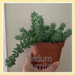 28. sedum burrito stekje €0,25, Ophalen of Verzenden, Overige soorten, Minder dan 100 cm
