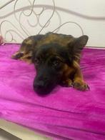Beth – Een Jonge Stralende Vriendin uit Bosnië, Rabiës (hondsdolheid), 15 weken tot 1 jaar, Teef, Eén hond
