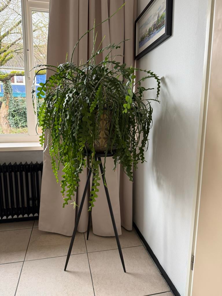 Bijzondere plant met pot en standaard, Huis en Inrichting, Kamerplanten, Ophalen, Overige soorten, Halfschaduw, In pot