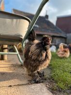 Prachtige zijdehoen usa haan, Mannelijk, Kip