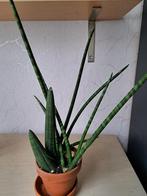 Sanseveria, Ophalen of Verzenden, Halfschaduw, Minder dan 100 cm