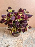 Siernetel Coleus bruin kamerplant planten 50 cm in pot, Huis en Inrichting, Kamerplanten, Ophalen, Overige soorten, Halfschaduw