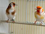 Putters, Dieren en Toebehoren, Vogels | Overige Vogels, Meerdere dieren, Wildzangvogel