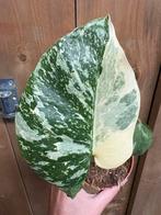 Monstera thai constellation mint halfmoon cream variegata, Huis en Inrichting, Ophalen of Verzenden, Halfschaduw, Minder dan 100 cm