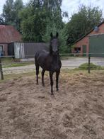 3 jr merrie Chopano, Dieren en Toebehoren, Merrie