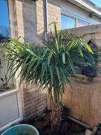 Trachycarpus fortunei baby palm., Tuin en Terras, Ophalen of Verzenden, Volle zon, Palmboom, 100 tot 250 cm