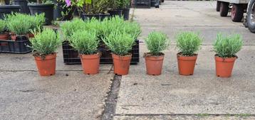 Lavendel munstead beschikbaar voor biedingen