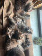 kittens smokey Maine coon X britse, Meerdere dieren, Gechipt