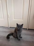 Twee Britse Kortharige & Langharige, Dieren en Toebehoren, Katten en Kittens | Raskatten | Korthaar