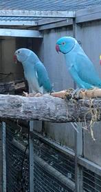Koppel halsbandparkieten, Dieren en Toebehoren, Meerdere dieren, Parkiet