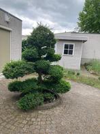 Bonsai boom, Ophalen, Overige soorten