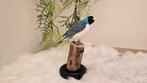Opgezette vogel taxidermie Gouldamadine, Ophalen of Verzenden, Nieuw, Vogel, Opgezet dier