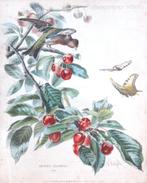 Antieke botanische prent William Mussill , Paris 1870, Antiek en Kunst, Ophalen of Verzenden