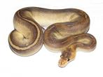 0.1 Champagne Ball Python / Python Regius / Wurgslang, Dieren en Toebehoren, Reptielen en Amfibieën, Slang, 0 tot 2 jaar