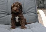 Cockadoo pups # Cocker Spaniel # Australian Doodle#Cockapoo, Dieren en Toebehoren, Overige rassen, CDV (hondenziekte), 8 tot 15 weken