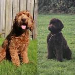 Verwacht! Medium Australian Labradoodles, Overige rassen, 8 tot 15 weken, Geslacht onbekend, Parvo