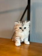 British Shorthair Kitten – Lief poesje zoekt een thuis, Dieren en Toebehoren, Katten en Kittens | Raskatten | Korthaar, Poes, 0 tot 2 jaar