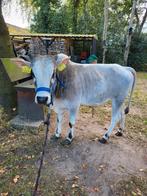 Witrik zeboe stier, Dieren en Toebehoren, Mannelijk