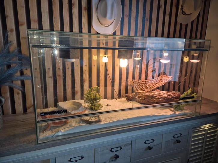 Baardagaam met terrarium te koop