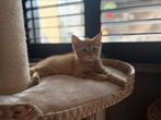Rode kitten poes, Poes, Ontwormd, 0 tot 2 jaar