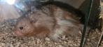 Hamster, Hamster, Mannelijk, Mei, Tam