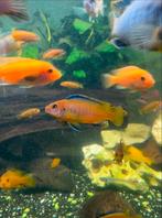 Baby cichliden te koop!, Dieren en Toebehoren, Vis