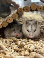 Chinese dwerghamster | Jonge diertjes | Passend advies, Dieren en Toebehoren, Knaagdieren, Hamster, Januari, Meerdere dieren, Tam