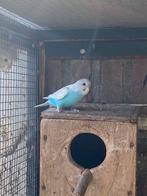 Jongen grasparkieten, Dieren en Toebehoren, Vogels | Parkieten en Papegaaien, Meerdere dieren, Parkiet