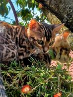 Bengaal kittentjes met stamboom, Dieren en Toebehoren, Katten en Kittens | Raskatten | Korthaar, Meerdere dieren, Gechipt, 0 tot 2 jaar