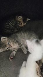 Kittens mogen nest verlaten, Meerdere dieren, Gechipt, 0 tot 2 jaar