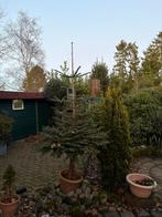 kerstboom met stevige naald - Bieden!, Bloeit niet, Overige soorten, 100 tot 250 cm, Ophalen