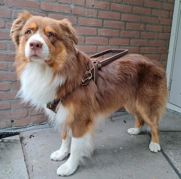 Leren Bridgeport geleidetuig, hulphond, Dieren en Toebehoren, Honden-accessoires, Zo goed als nieuw, Ophalen of Verzenden