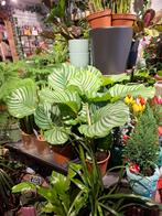 Calathea Orbifolia, Overige soorten, In pot, Minder dan 100 cm, Groene kamerplant