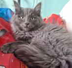 Lieve katten oppas gezocht, Ophalen of Verzenden