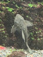 6 grore Ancistrus, Dieren en Toebehoren, Vissen | Aquariumvissen