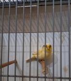 Gele kanarie gloster pop 2025, Vrouwelijk, Postuurkanarie