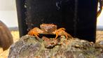 Panterkrab parathelphusa pantherina, Dieren en Toebehoren, Vissen | Aquariumvissen, Kreeft, Krab of Garnaal