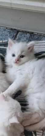 Katten, Dieren en Toebehoren, Katten en Kittens | Raskatten | Korthaar, Poes, Ingeënt, 0 tot 2 jaar