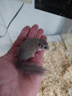 Afrikaanse Dwergrelmuis, Dieren en Toebehoren, Knaagdieren, Februari, Meerdere dieren, Muis