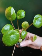 Pilea splash, Huis en Inrichting, Kamerplanten, Ophalen, Overige soorten, Minder dan 100 cm