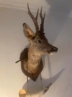 Opgezette hertenkop / Reekop, Ophalen of Verzenden