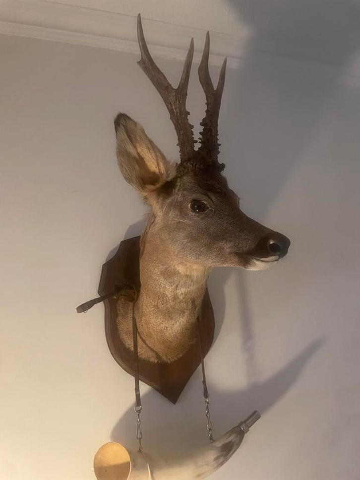Opgezette hertenkop / Reekop, Antiek en Kunst, Antiek | Woonaccessoires, Ophalen of Verzenden