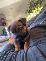 Pup Jack russel -  reu, Dieren en Toebehoren, Honden | Niet-rashonden, Reu, 8 tot 15 weken, Eén hond, Klein