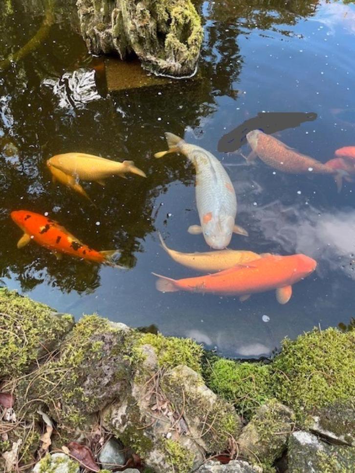 Koi Karpers, Dieren en Toebehoren, Vissen | Vijvervissen, Karper of Koi