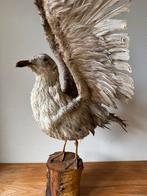 Grote Oude Opgezette Meeuw, Taxidermie, 95 cm, Taxidermy, Ophalen, Gebruikt, Vogel, Opgezet dier